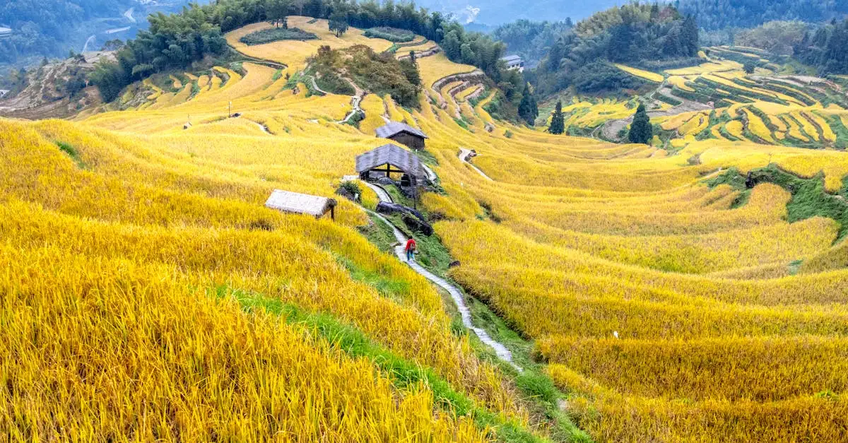 Landwirtschaft china fakten