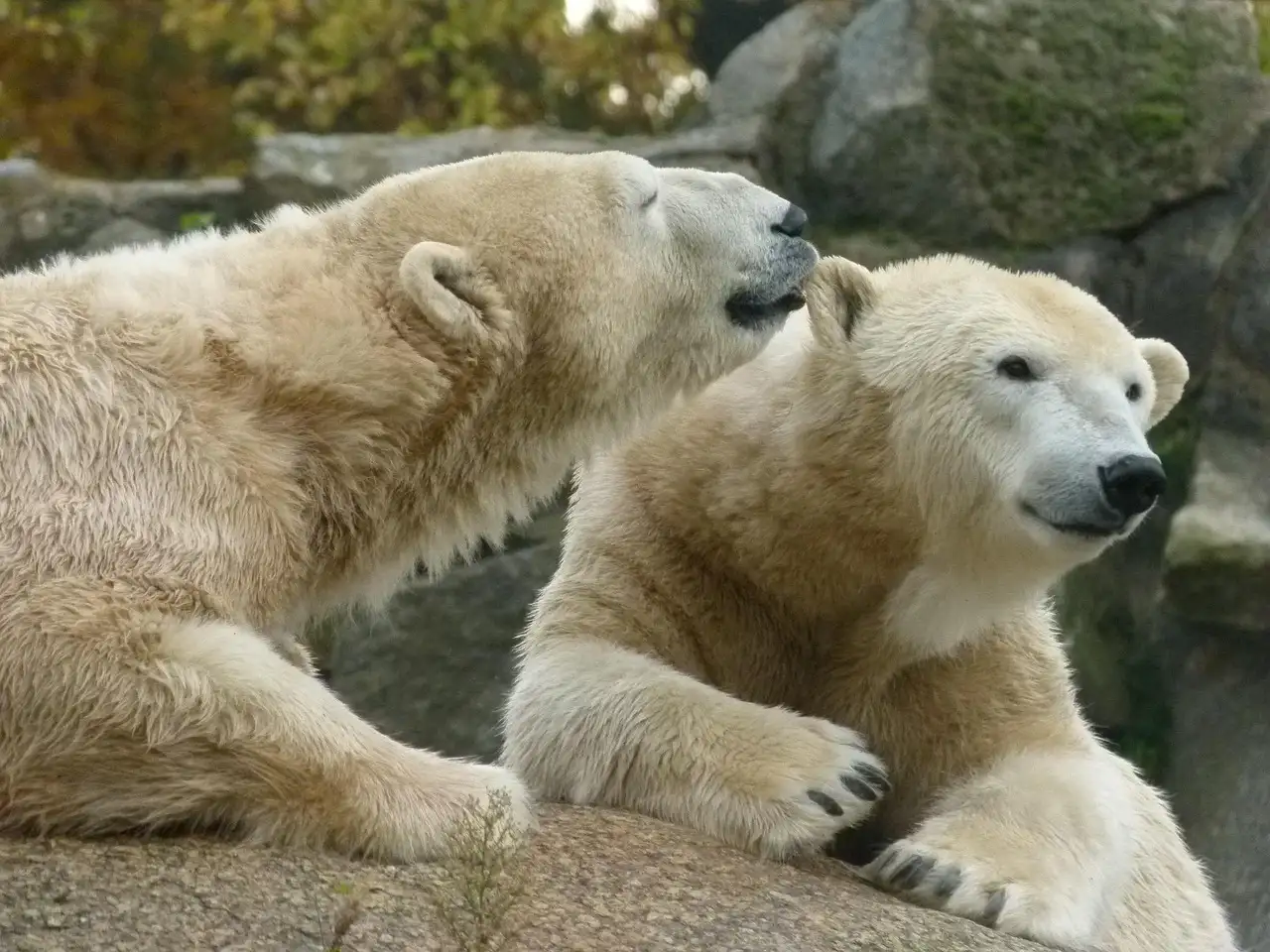 Eisbären fakten