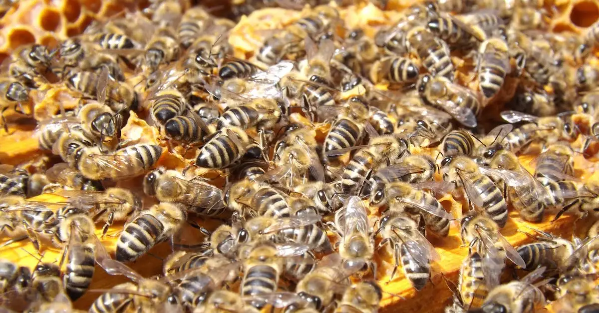 Spannende Fakten über Bienen: Alles, was Sie wissen müssen