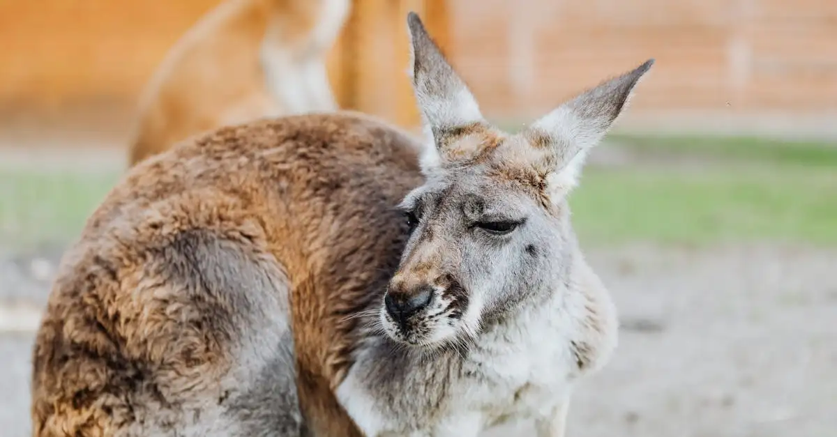 Fakten über Australiens faszinierende Tierwelt entdecken