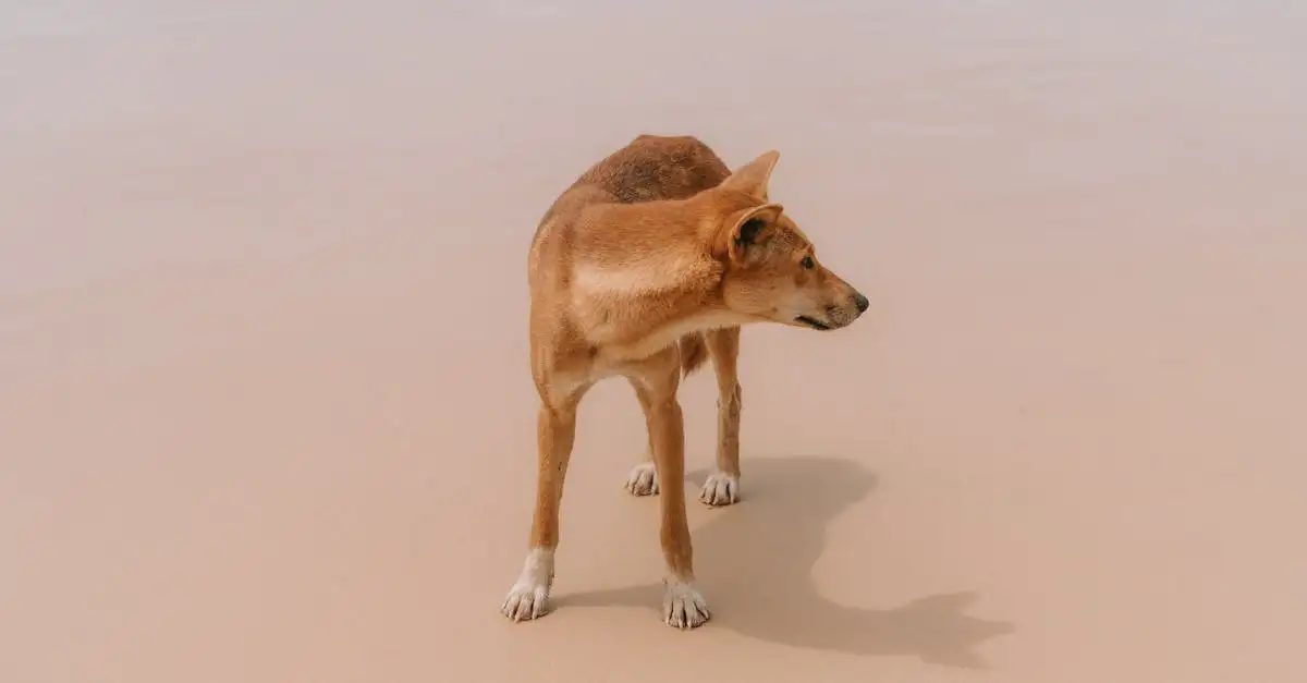 Fraser Island Fakten: Spannende Infos zur größten Sandinsel