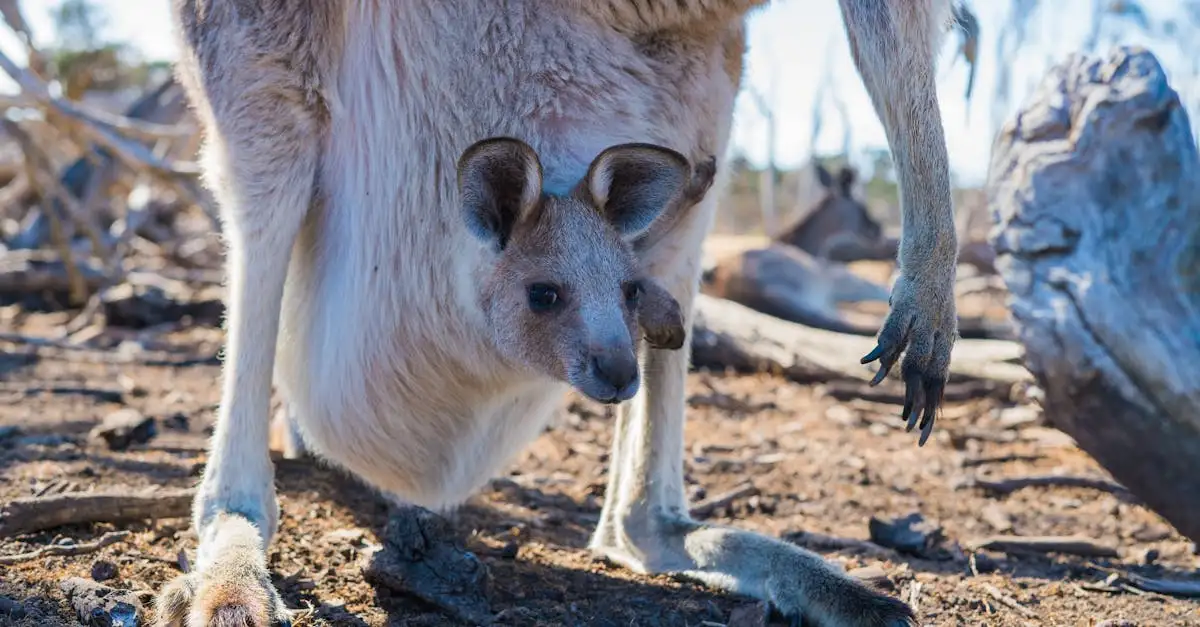 Känguru Australien Fakten: Spannende Infos über Beuteltiere